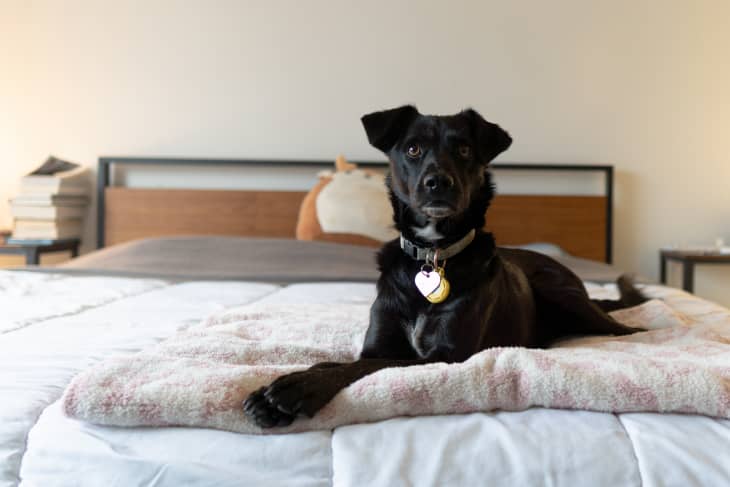 Letting dog sleep in cheap bed